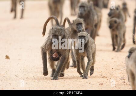 Chacma baboon, anubius baboon, olive baboon (Papio ursinus, Papio cynocephalus ursinus), walking pack, South Africa, Mpumalanga, Kruger National Park Stock Photo