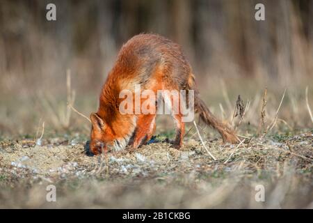 red fox (Vulpes vulpes), digging for a mouse, side view, Germany, Bavaria, Niederbayern, Lower Bavaria Stock Photo