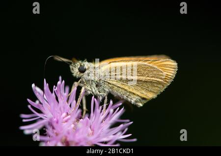 small skipper (Thymelicus sylvestris, Thymelicus flavus), sitting on knapweed, Germany, North Rhine-Westphalia, Eifel Stock Photo