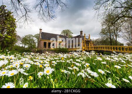 common daisy, lawn daisy, English daisy (Bellis perennis), museum in Jelsum with Common Daisy, Netherlands, Frisia, Dekemastate , Jelsum Stock Photo