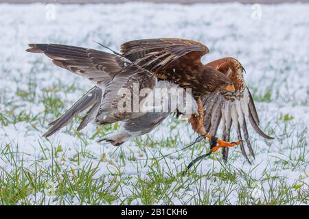 harris' hawk (Parabuteo unicinctus), has captured a gull, falconry, fighting in flight, Germany, Bavaria, Oberbayern, Upper Bavaria Stock Photo