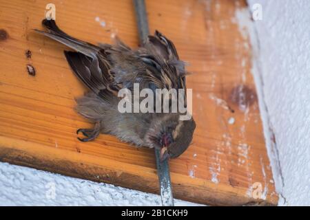 house sparrow (Passer domesticus), dead female, catched in an arrester, Germany, Bavaria, Niederbayern, Lower Bavaria Stock Photo