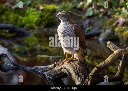 northern sparrow hawk (Accipiter nisus), perching on a branch in a forest pond, Switzerland, Sankt Gallen Stock Photo