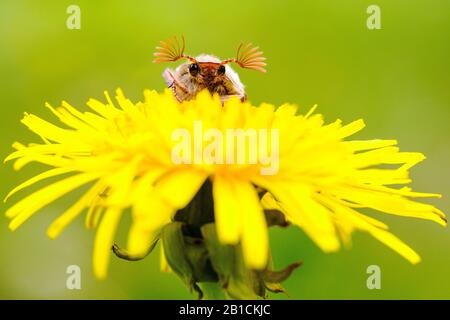 Common cockchafer, Maybug, Maybeetle (Melolontha melolontha), sitting on dandelion, Netherlands, Frisia, Delleboersterheide