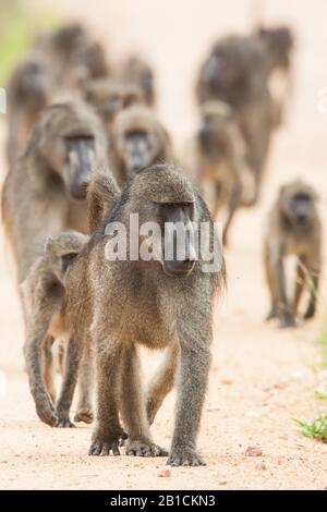 Chacma baboon, anubius baboon, olive baboon (Papio ursinus, Papio cynocephalus ursinus), group, South Africa, Mpumalanga, Kruger National Park Stock Photo