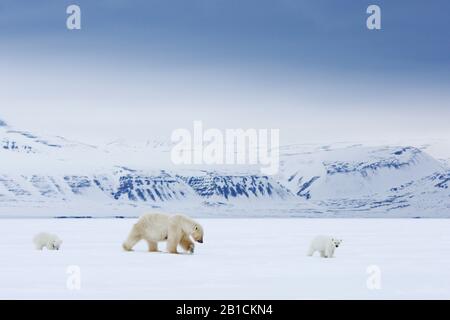 polar bear (Ursus maritimus), mother with two cubs, Norway, Svalbard Stock Photo
