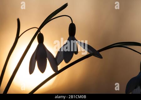 common snowdrop (Galanthus nivalis), flowers in backlight, Netherlands Stock Photo