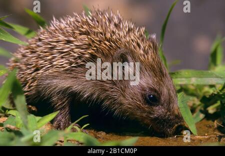 Northern White-breasted Hedgehog, East European Hedgehog, White-bellied Hedgehog, White-chested Hedgehog (Erinaceus roumanicus), drinking out of a puddle Stock Photo