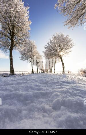 snowy landscape at the Delleboersterheide, Netherlands, Frisia, Delleboersterheide, Ooststellingwerf Stock Photo