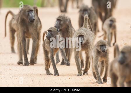 Chacma baboon, anubius baboon, olive baboon (Papio ursinus, Papio cynocephalus ursinus), walking pack, South Africa, Mpumalanga, Kruger National Park Stock Photo