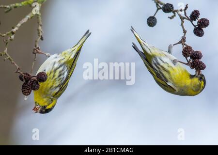 spruce siskin (Spinus spinus, Carduelis spinus), two spruce siskins eat headlong hanging alder seeds, Germany, Bavaria, Niederbayern, Lower Bavaria Stock Photo