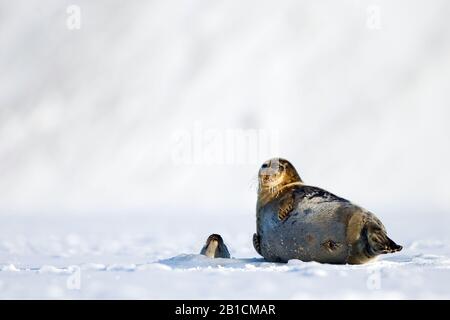 ringed seal (Phoca hispida, Pusa hispida), resting on ice floe on Svalbard , Norway, Svalbard Stock Photo