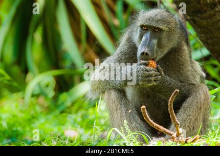 Chacma baboon, anubius baboon, olive baboon (Papio ursinus, Papio cynocephalus ursinus), male sits eating on the ground, front view, South Africa, Mpumalanga, Kruger National Park Stock Photo