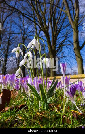 common snowdrop (Galanthus nivalis), with crocusses on a meadow, Netherlands, Frisia