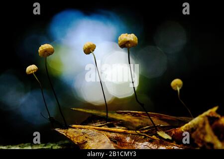 Parachute (Marasmius Bulliardii), With Light Reflexes, Netherlands ...