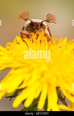Common cockchafer, Maybug, Maybeetle (Melolontha melolontha), sitting on dandelion, Netherlands, Frisia, Delleboersterheide