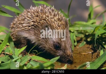 Northern White-breasted Hedgehog, East European Hedgehog, White-bellied Hedgehog, White-chested Hedgehog (Erinaceus roumanicus), drinking out of a puddle Stock Photo