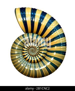 3D computer graphic, black yellow colored ammonite (fossilised snail shell) Stock Photo