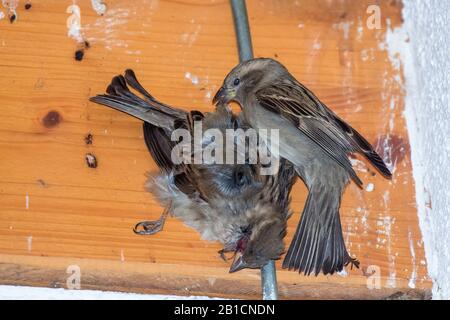 house sparrow (Passer domesticus), dead female, catched in an arrester, another female wants to free it, Germany, Bavaria, Niederbayern, Lower Bavaria Stock Photo