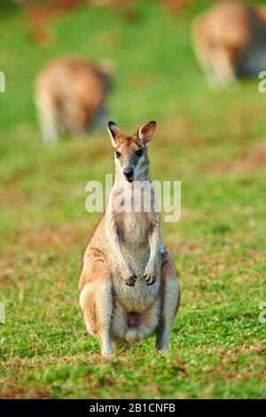 agile wallaby, sandy wallaby (Macropus agilis, Wallabia agilis), female with pup in the pouch, Australia, Queensland Stock Photo