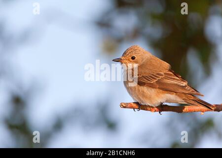spotted flycatcher (Muscicapa striata), sits on a twig, Germany, Bavaria Stock Photo
