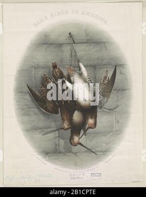 Game birds of America. Snipe (Scolopax Wilsonii) - H.M. Clay 1861. Stock Photo