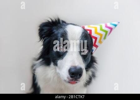 Funny portrait of cute smilling puppy dog border collie wearing birthday silly hat looking at camera isolated on white background. Happy Birthday party concept. Funny pets animals life Stock Photo