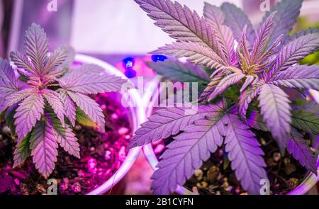 Indoor Cannabis plant growing marijuana in a grow box under the purple LED lamp light, medical marijuana cultivation Stock Photo