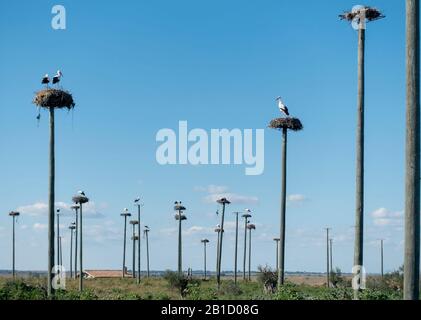 White storks nesting on poles in the Natural Monument of Los Barruecos, Malpartida de Cáceres, Extremadura, Spain Stock Photo