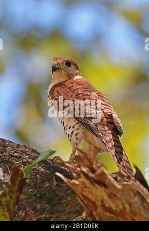 Mauritius Kestrel (Falco punctatus) adult perched on branch, endangered species  Mauritius                   November Stock Photo