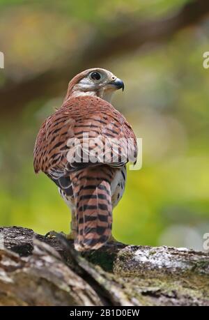 Mauritius Kestrel (Falco punctatus) adult perched on branch, endangered species  Mauritius                   November Stock Photo