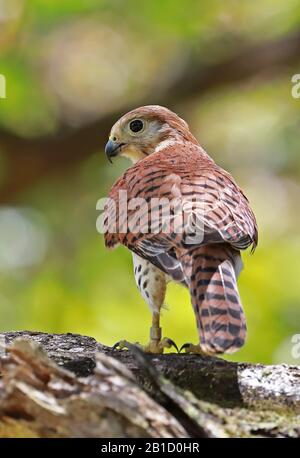 Mauritius Kestrel (Falco punctatus) adult perched on branch, endangered species  Mauritius                   November Stock Photo