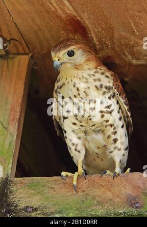 Mauritius Kestrel (Falco punctatus) adult perched at entrance of nest box, endangered species  Mauritius                   November Stock Photo