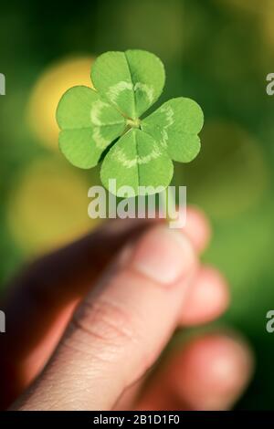 Holding a lucky four leaf clover, good luck shamrock, or lucky charm. Stock Photo