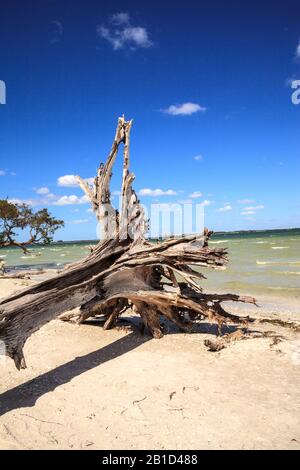 Driftwood at the edge of the ocean at Lighthouse Beach Park in Sanibel, Florida Stock Photo