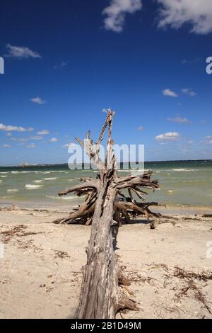 Driftwood at the edge of the ocean at Lighthouse Beach Park in Sanibel, Florida Stock Photo