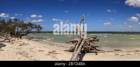 Driftwood at the edge of the ocean at Lighthouse Beach Park in Sanibel, Florida Stock Photo