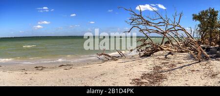 Driftwood and White sand along Lighthouse Beach Park in Sanibel, Florida Stock Photo