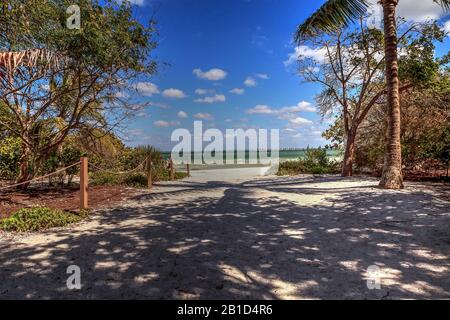 Driftwood and White sand along Lighthouse Beach Park in Sanibel, Florida Stock Photo