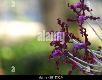 Beautiful clusters of purple Laelia Undulata tall orchid flowers Stock Photo