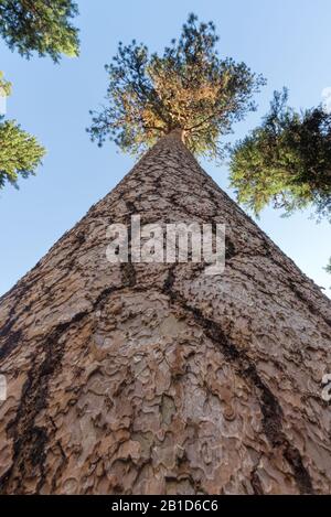 Looking up the trunk of a large Ponderosa pine tree in Oregon's Wallowa Mountains.