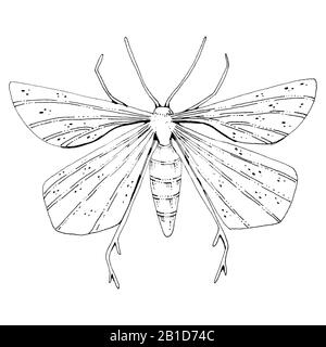 Beautiful mystic vintage black ink moth. Isolated on white background Stock Photo