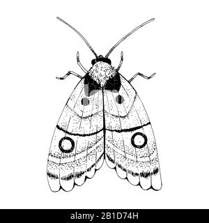 Beautiful mystic vintage black ink moth. Isolated on white background Stock Photo