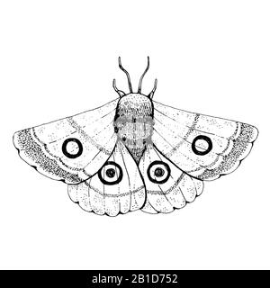 Beautiful mystic vintage black ink moth. Isolated on white background Stock Photo