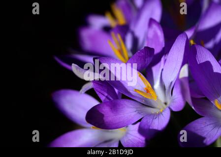 Close-up of purple blooming crocus, with opened petals and dainty seed threads in spring in the early bloom as a harbinger of hope, against a dark bac Stock Photo