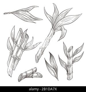 Bamboo logs with leaves hand drawn sketch illustrations set Stock Vector