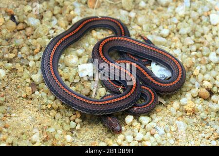 Stripe coral snake, Banded coral Snake