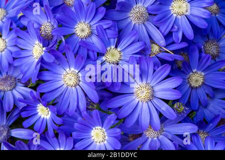 Common ragwort cineraria - Pericallis hybrida - blue flowerbed top view Stock Photo