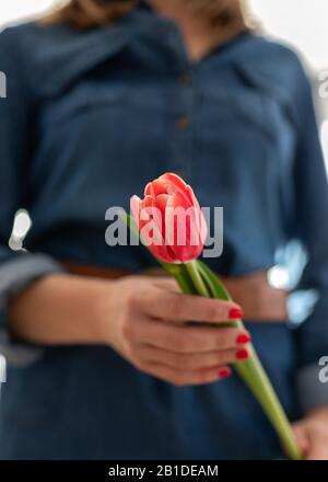 Closeup view of a red vertical tulip hold by a woman painted fingernails hand wearing a denim dress.