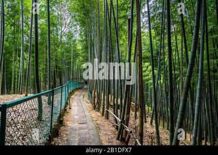Pathway through bamboo forest at Fushimi Inari shrine, Japan, Kyoto Stock Photo